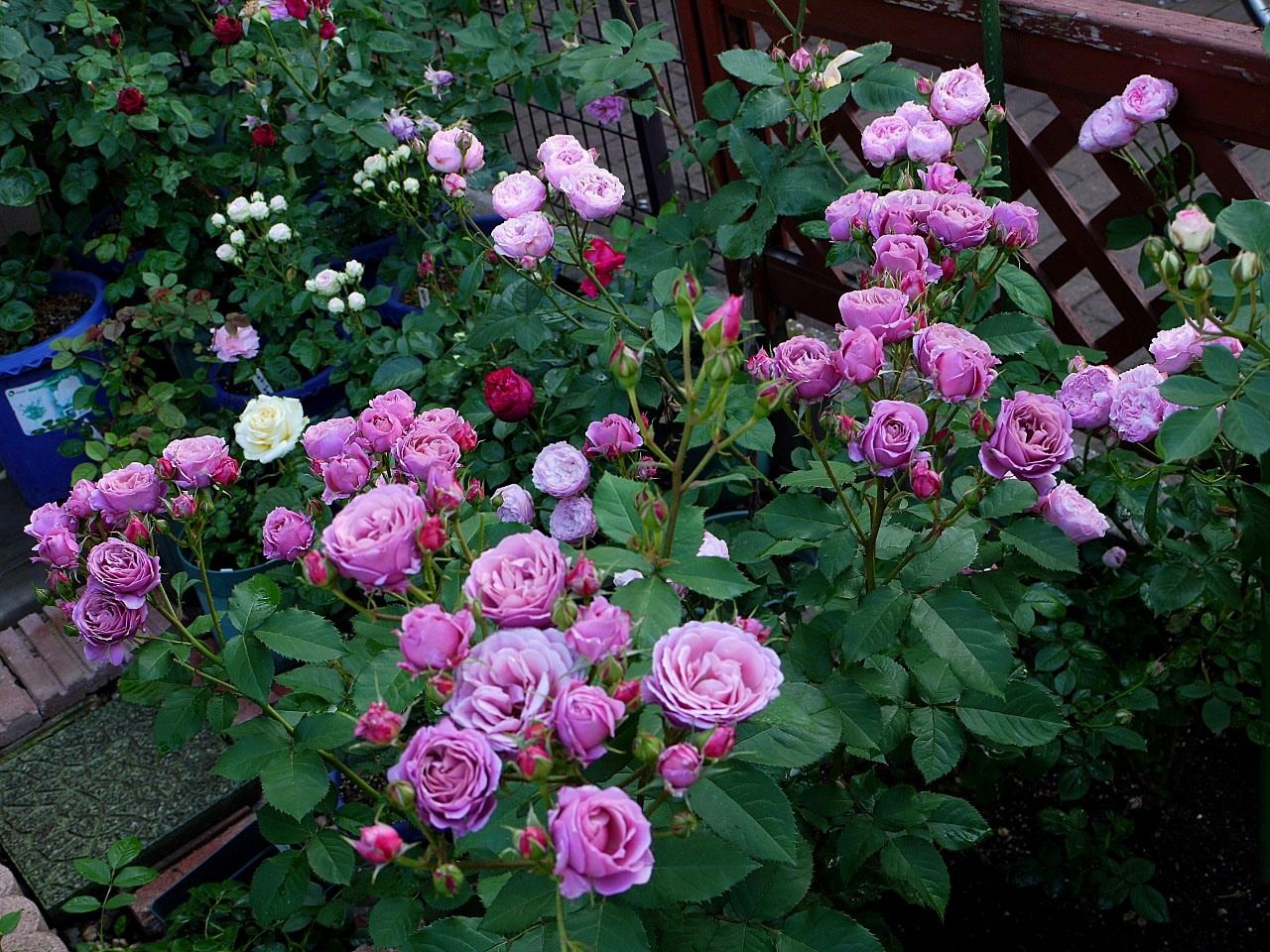 バラで小さな庭づくり 大きなバラの果実 花ガラ切りで開花は一休み