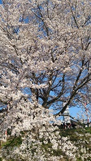 2014桜4.jpg