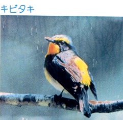 東谷山フルーツの里　福寿草