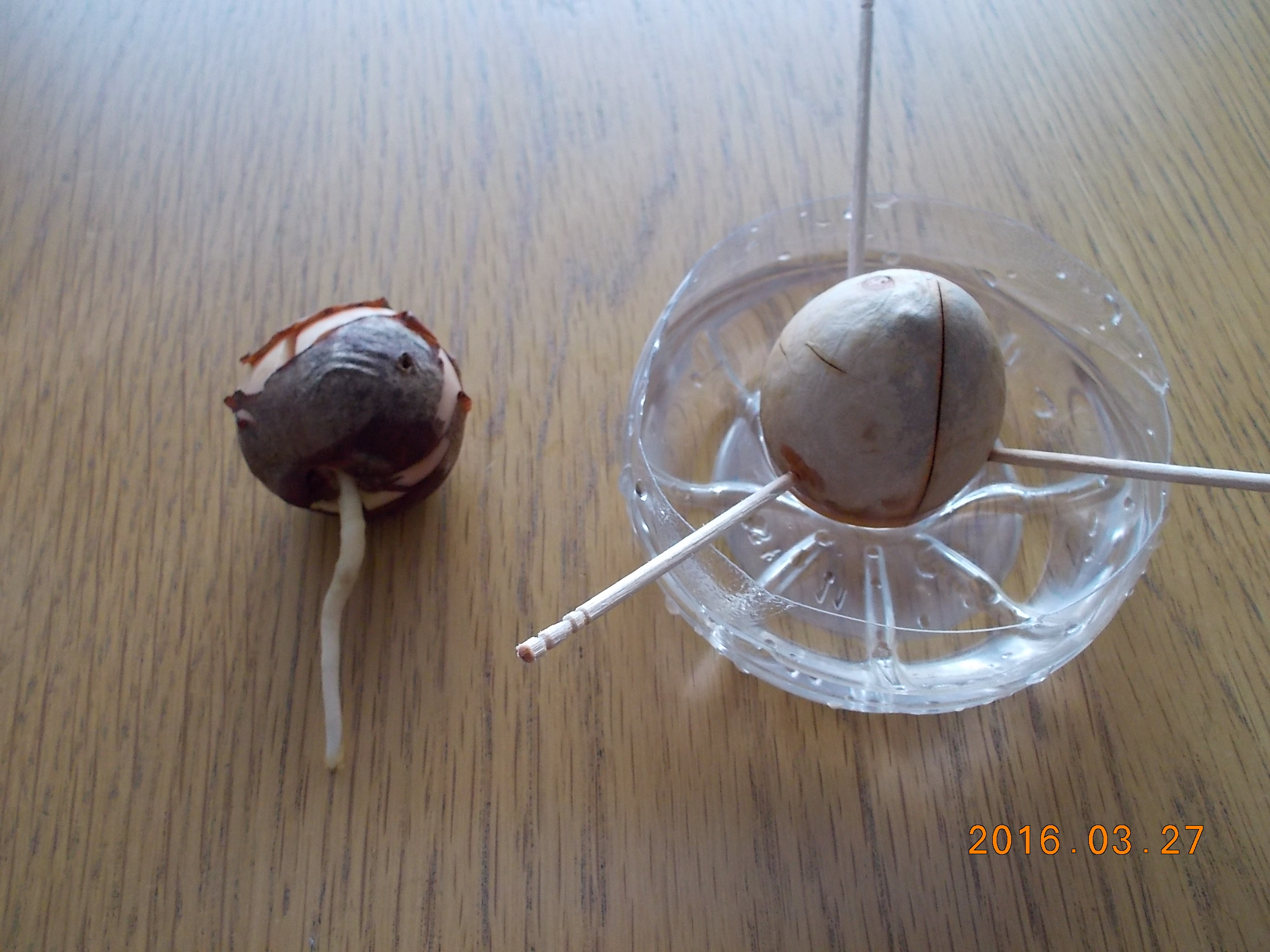 根が伸びました。