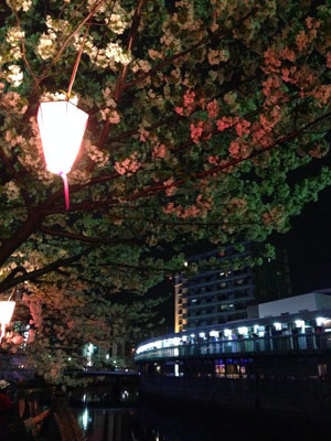 都橋の桜