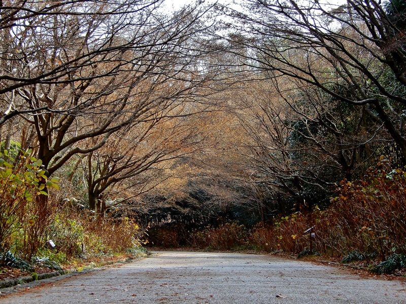 あじさい坂2