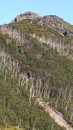 縞枯れ現象の北横岳.jpg