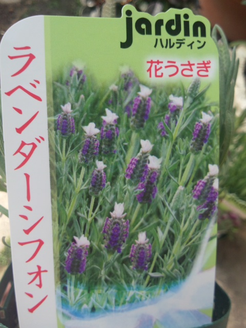 ラベンダー　雪うさぎ.jpg