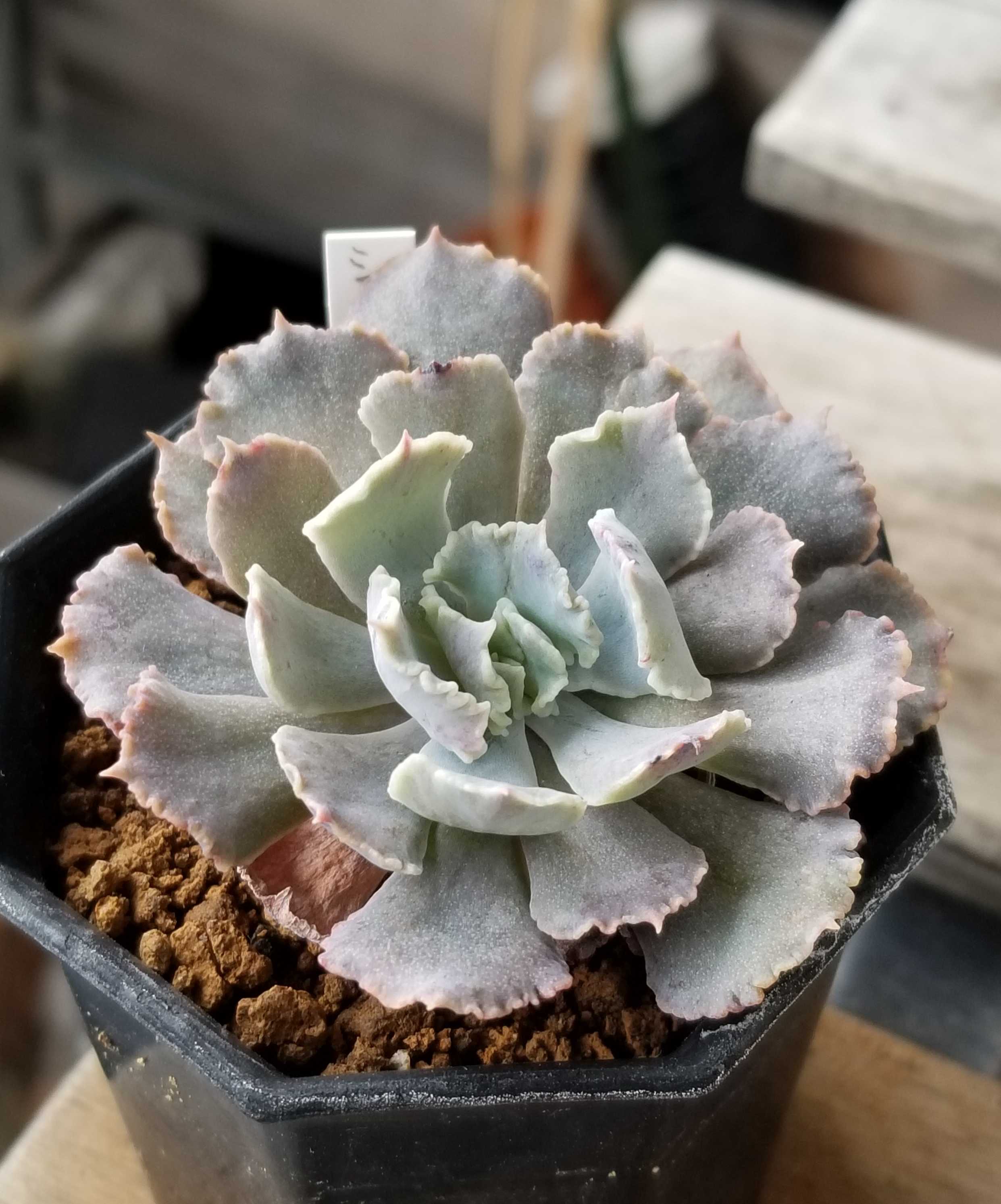 多肉植物 希少種♡お得セット - インテリア小物