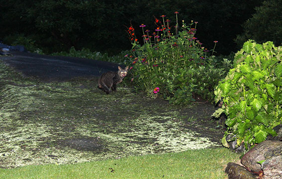 我が家のニャンコ♪2014/07/08-4