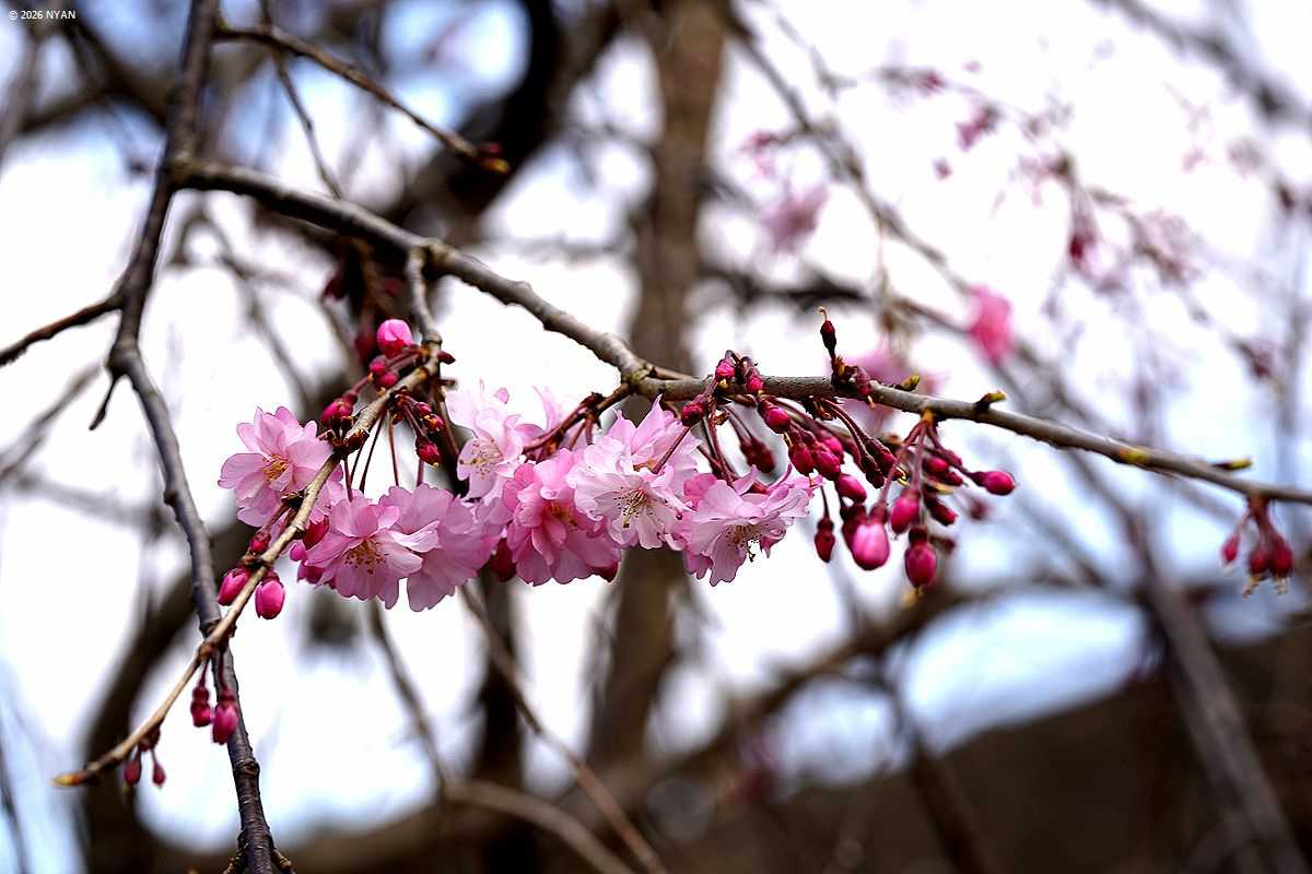 イトザクラ（糸桜=枝垂桜、バラ科）