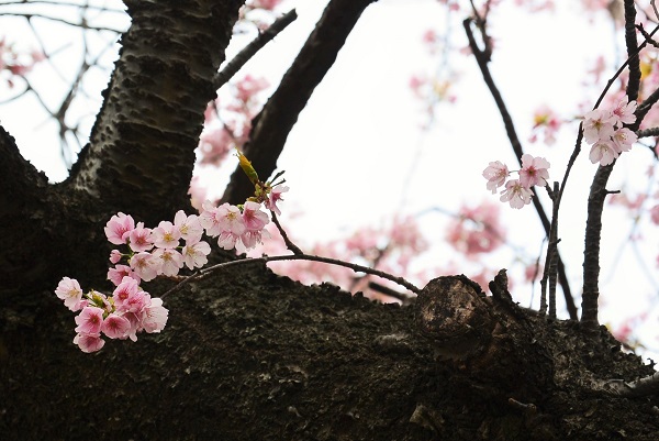 伊東公園