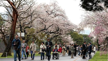乾通りの桜