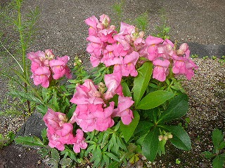 P1290003ss.jpg