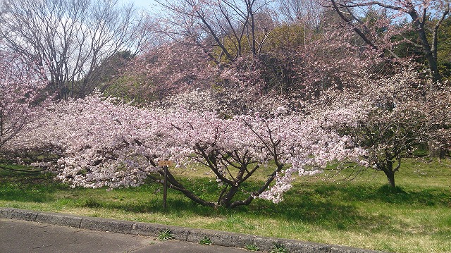 千島桜.jpg