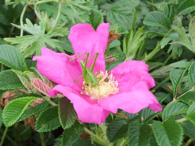 DSCF1498.jpg