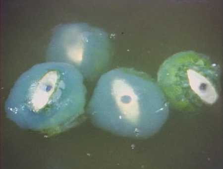 キャプテンウルトラ