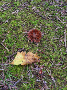 2017-09-15aki1 (1).JPG