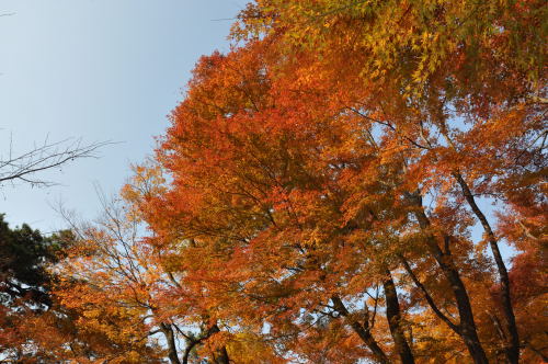 寺家公園　紅葉