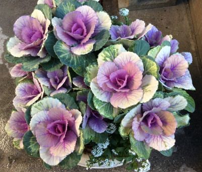 ミニ葉牡丹の寄せ植えと花言葉 指で描く絵画教室 ハッピーシオン 宮本さえ子 名古屋 パステルアート ヒーリングアートで才能開花 描けない から 描けた に