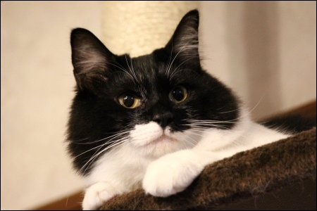 東京旅行-137 茶々姫-3 13.10.6