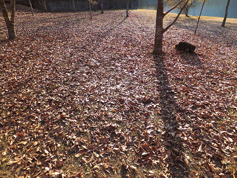 20141123tanukiko3.gif