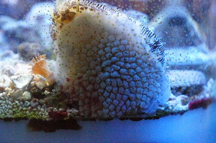 2013_0907ﾊｰﾄﾞﾁｭｰﾌﾞ、0014.JPG