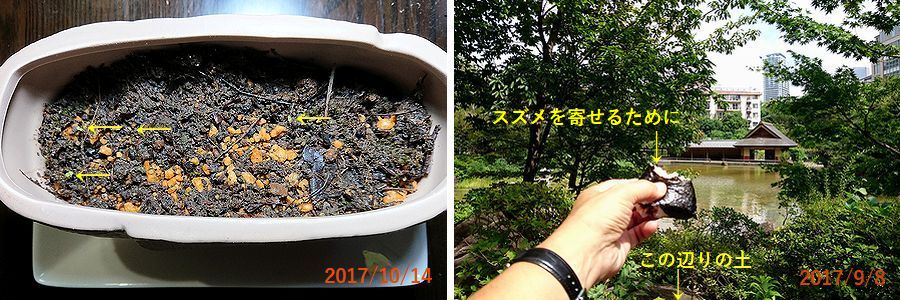 １０／１４芽が出てきた.jpg