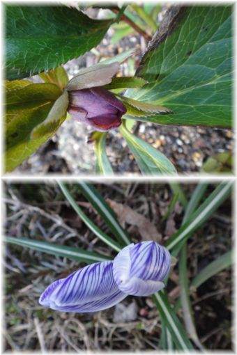 クリスマスローズとクロッカス