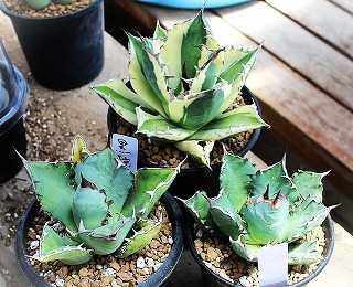 アガベ【氷山】多肉植物② 多肉植物 アガベ 氷山 子株 2株同梱 期間限定特売｜Yahoo!フリマ