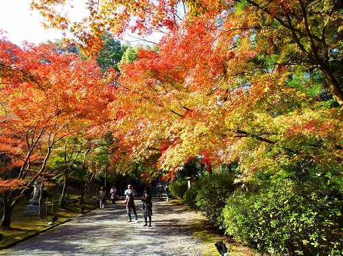 近江三井寺紅葉3.jpg