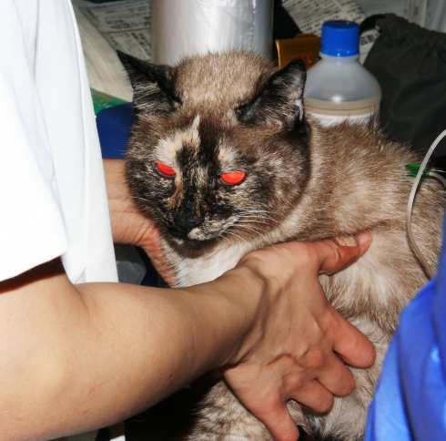 220140208ｼｬｵﾝ03.jpg