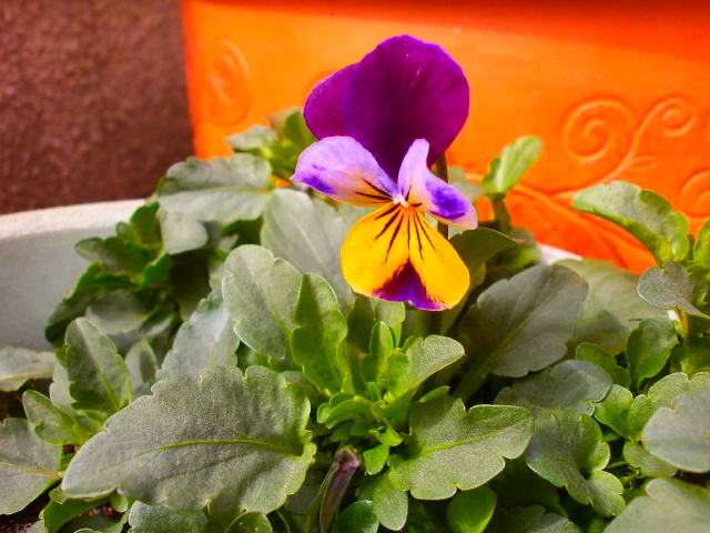 P2250371.JPG