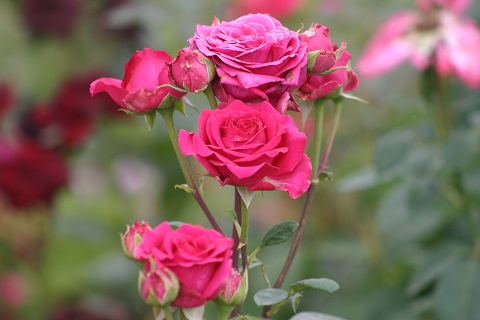 IMG_4213.JPG
