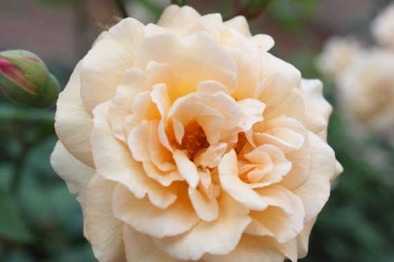 20160529004.JPG
