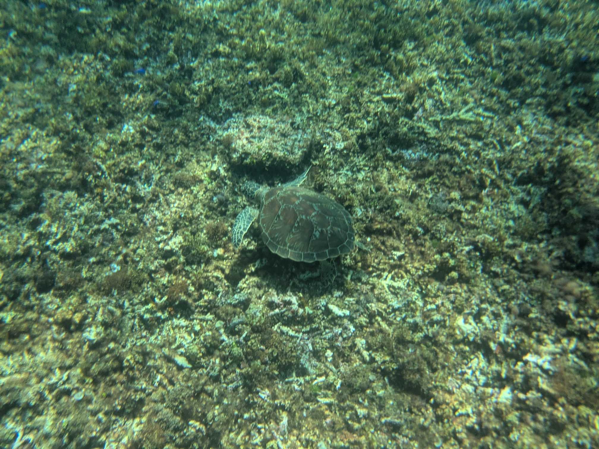 西表島　海猫　アクティビティツアー　子連れシュノーケル　ウミガメ