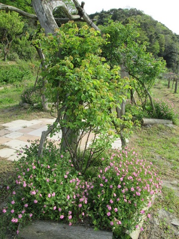 IMG_0987.JPG