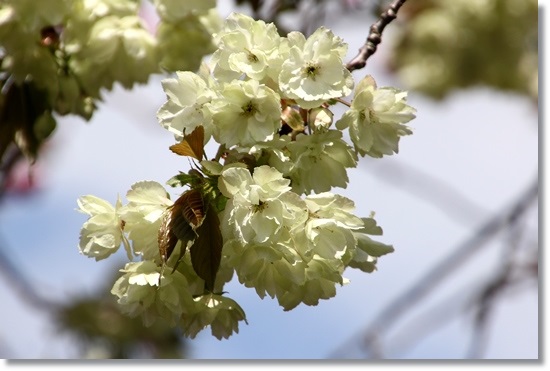 パーク獅子吼-11 鬱金-5 15.4.22