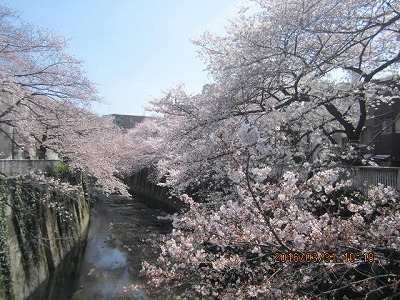 我が家の近くの橋の上から撮った桜