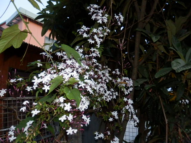 P5060003.JPG