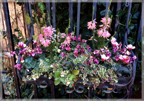 寄せ植え・入り口付近