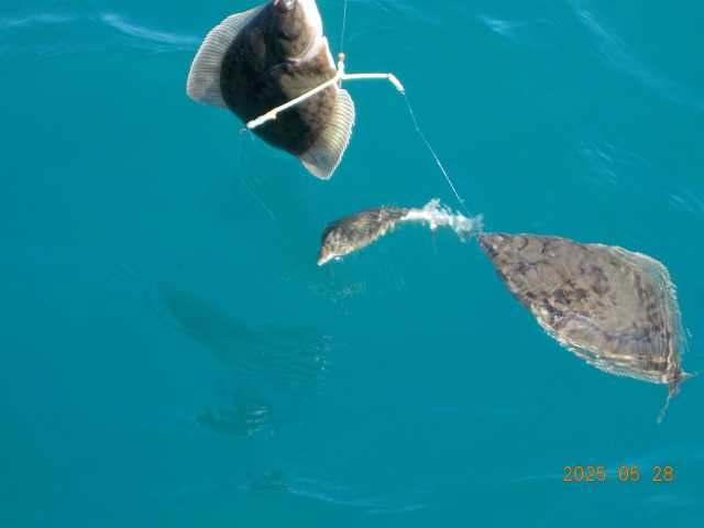 第二十八海王丸紋別の釣り | 楽天ブログ紋別海王丸の釣り 連絡先 090