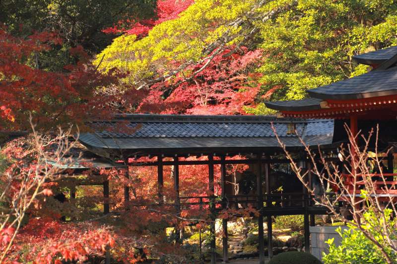 大覚寺_006渡り廊下と紅葉.jpg