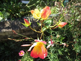 IMG_4210ss.jpg