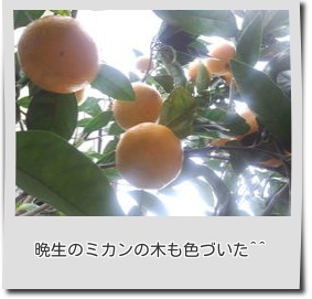 1412晩生のミカン.jpg