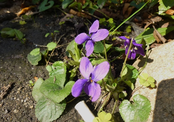 P1010553.JPG