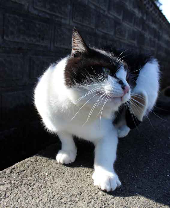 我が家のニャンコ♪2014/01/18-2