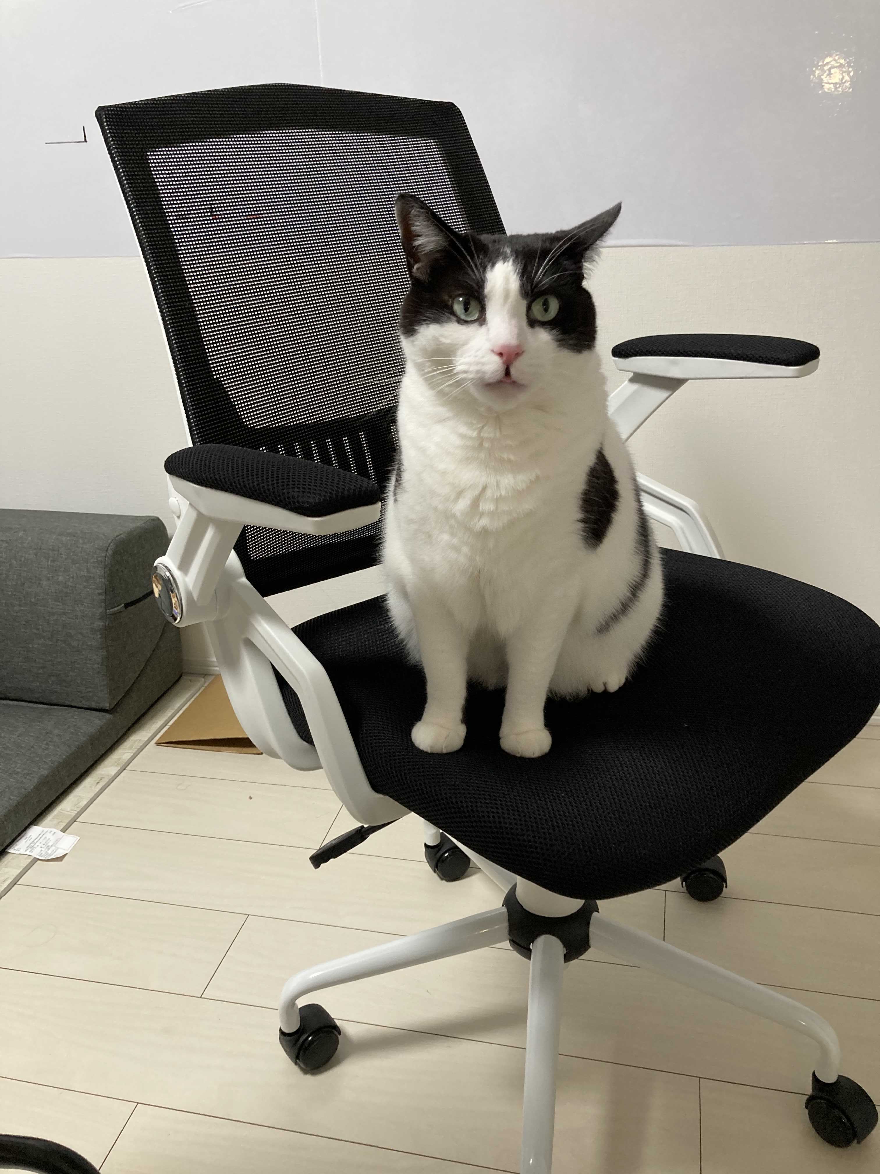 椅子の上に鎮座している猫様から一言 猫とオジサンの暮らし 楽天ブログ