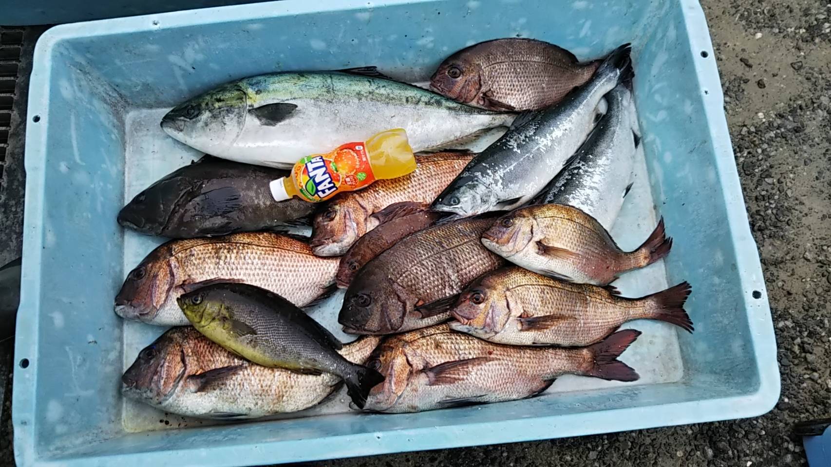 海上釣堀 くまごろうの 楽天ブログ