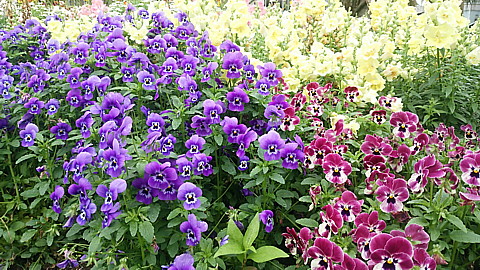 IMG_20150409_122004.jpg