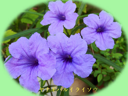 花