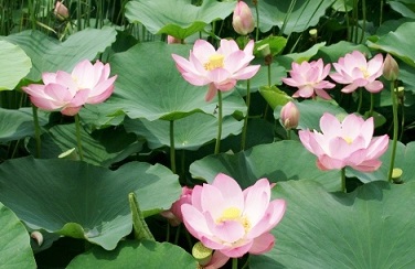 ハスの花.jpg