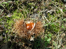 2017-09-26-3 (1).JPG