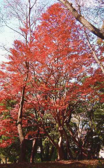 公園の秋３.JPG
